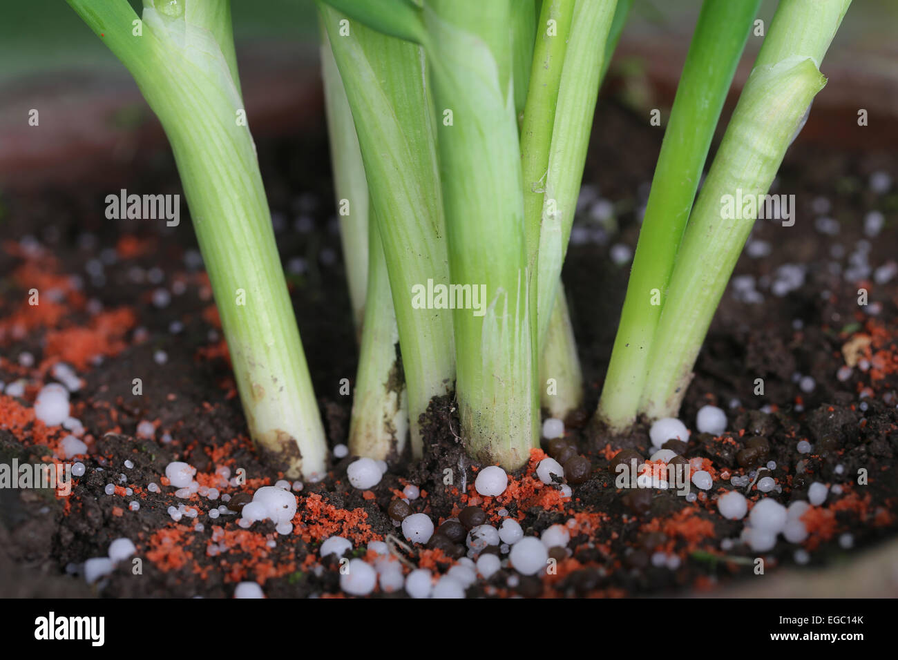 Zwiebelpflanze mit chemischem Dünger im Boden Stockfoto