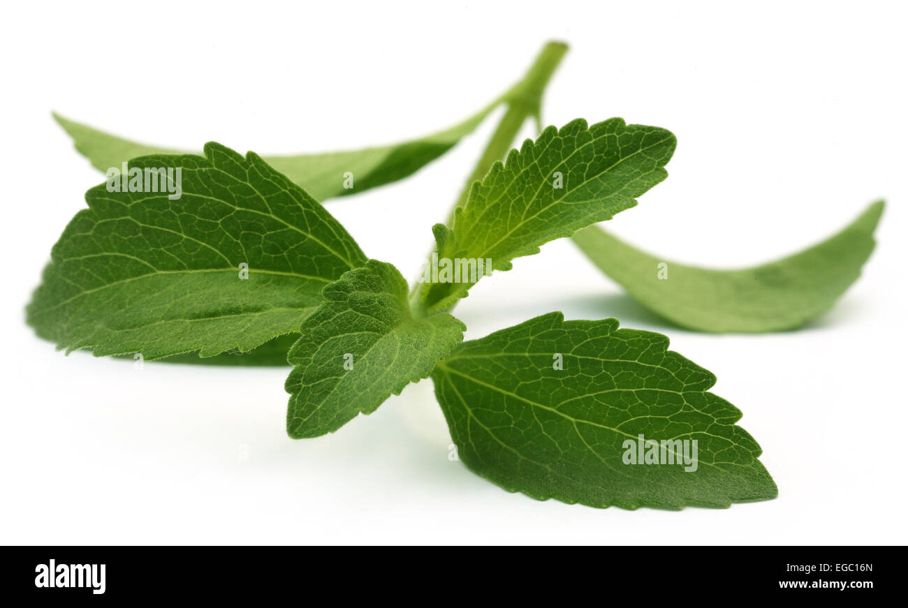 Stevia Blätter über weißem Hintergrund Stockfoto