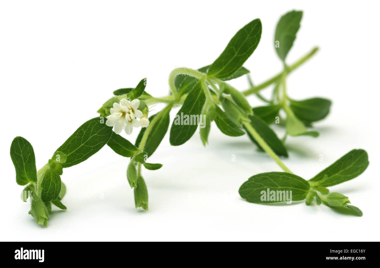 Stevia Blätter mit Blume über weißem Hintergrund Stockfoto