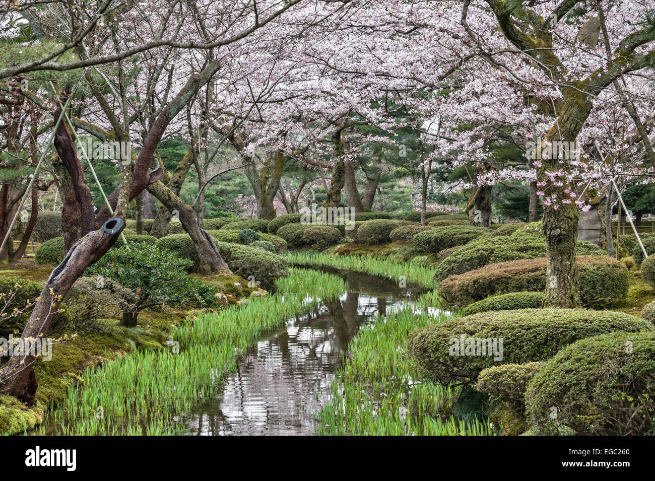 Blühende Kirschbäume überragen im Frühling einen Bach in Kenroku-en, Kanazawa, einem der drei Großen Gärten Japans Stockfoto