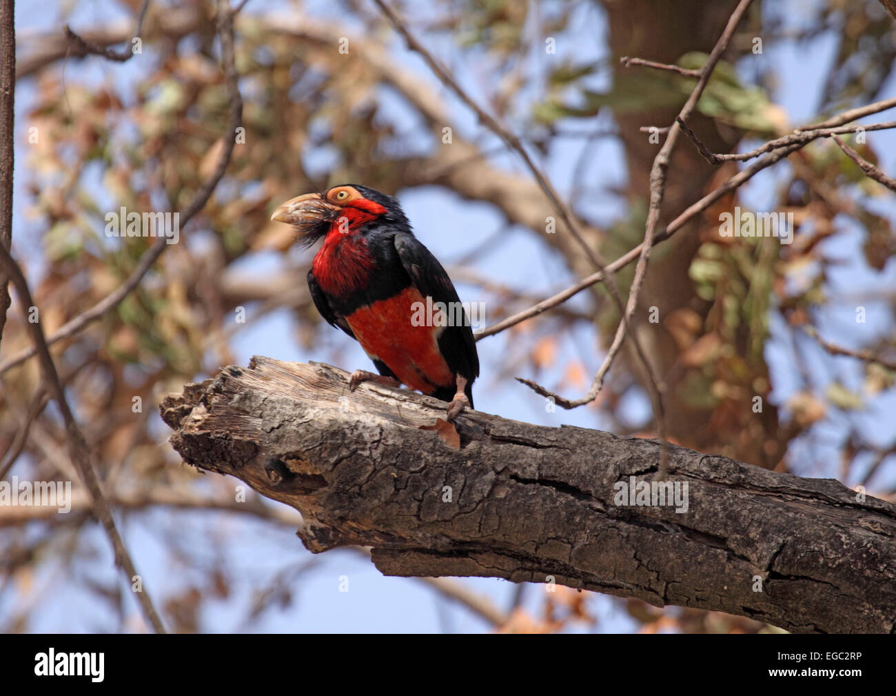 Bärtige Barbet thront auf Zweig im Obstbaum in Gambia Stockfoto