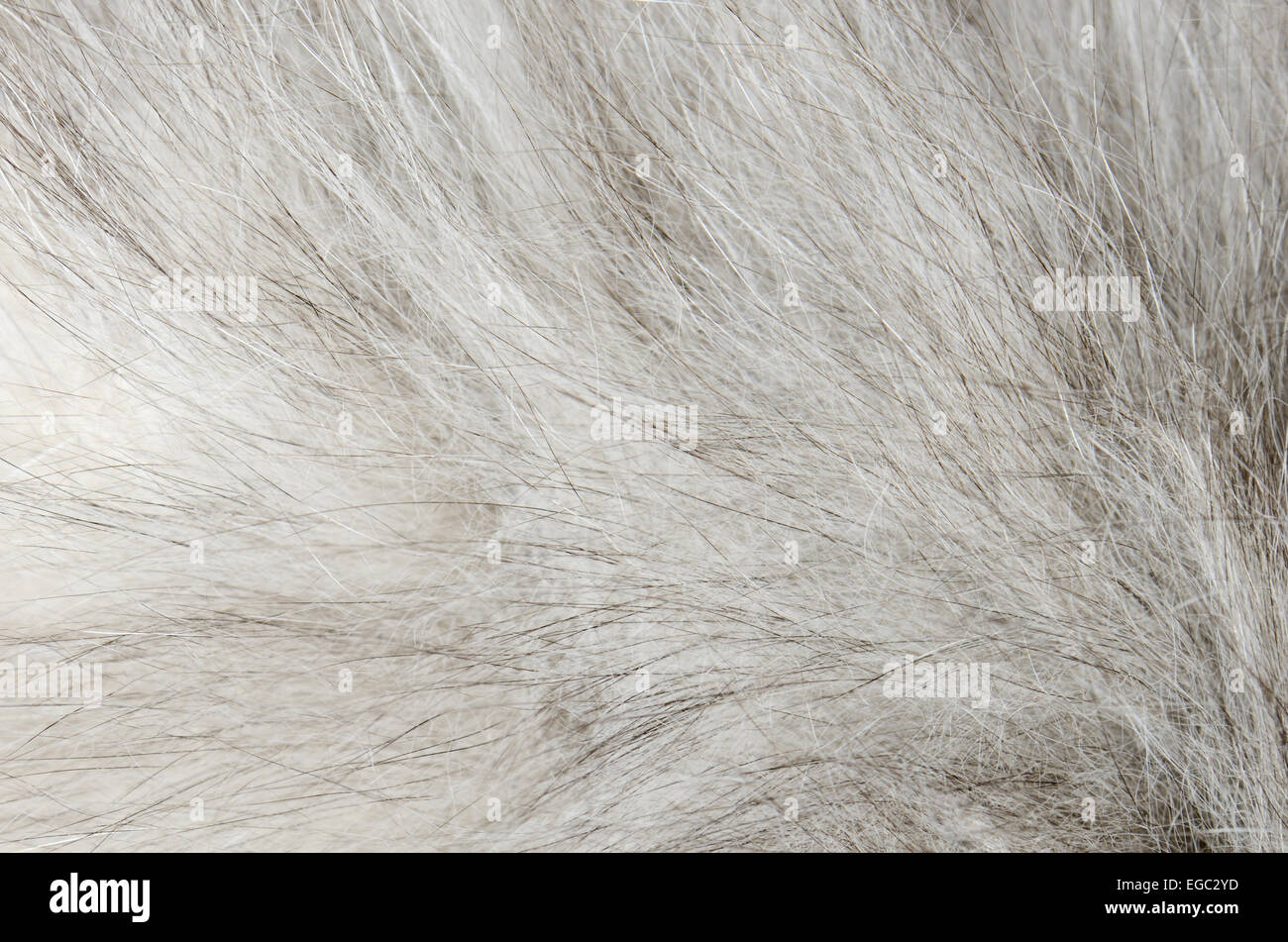 Hintergrund der grauen Pelz hautnah Stockfoto