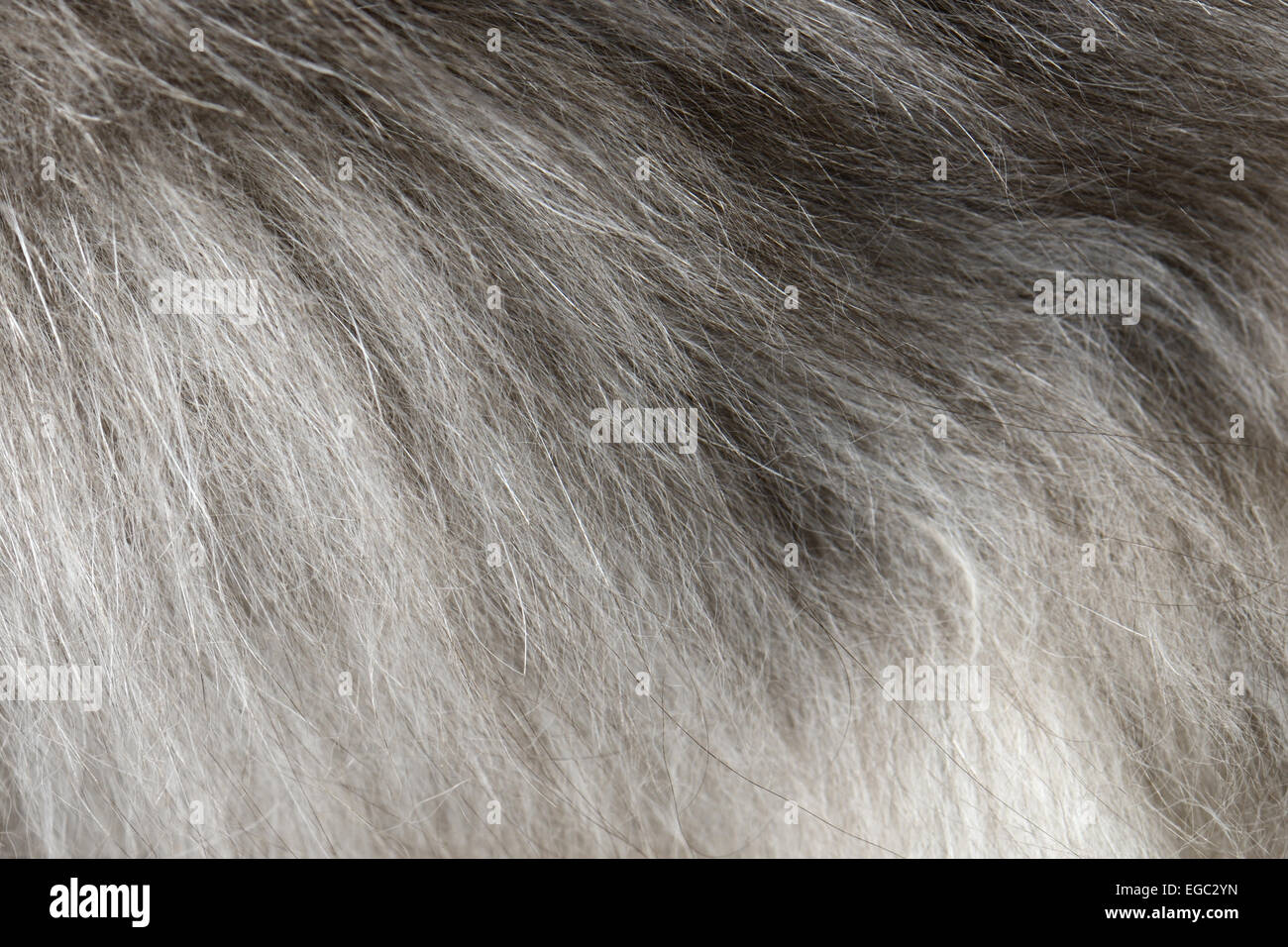 Hintergrund der grauen Pelz hautnah Stockfoto