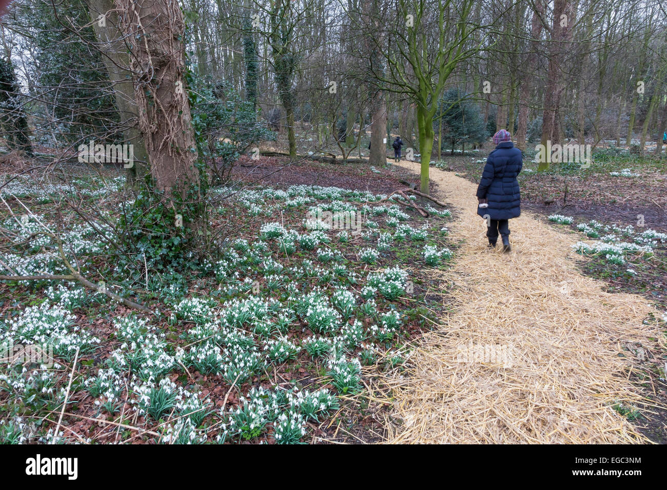 Greatham, Hartlepool, Co. Durham UK. 22. Februar 2015. Besucher genießen die jährlichen Charity Schneeglöckchen Tag zu Fuß auf dem Gelände des Krankenhauses Gottes, eine alte Liebe gegründet 1273 bietet Unterbringung und Pflege für ältere Menschen Credit: Peter Jordan NE/Alamy Live News Stockfoto