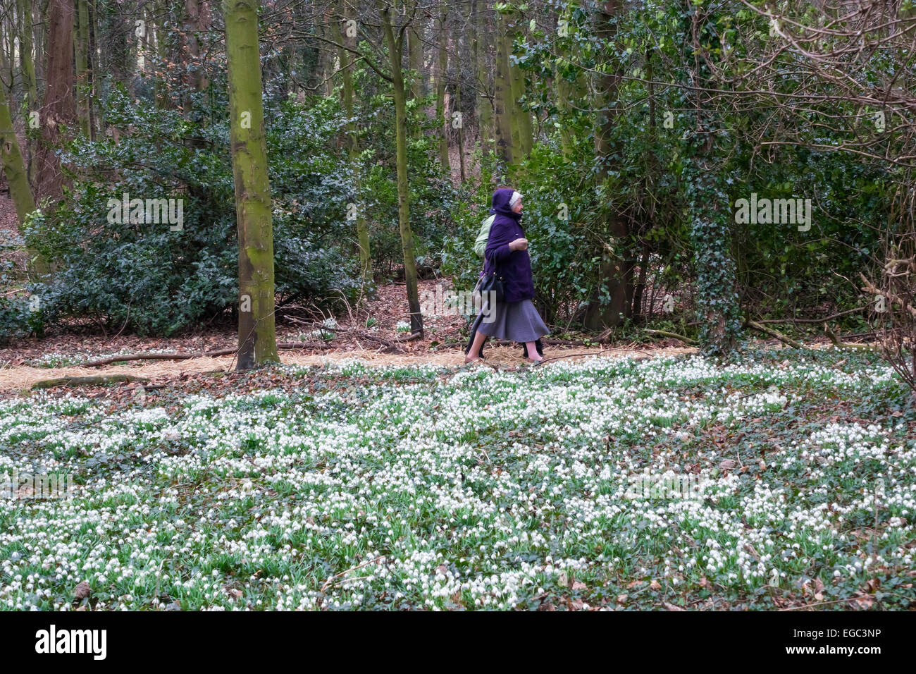 Greatham, Hartlepool, Co. Durham UK. 22. Februar 2015. Besucher genießen die jährlichen Charity Schneeglöckchen Tag zu Fuß auf dem Gelände des Krankenhauses Gottes, eine alte Liebe gegründet 1273 bietet Unterbringung und Pflege für ältere Menschen Credit: Peter Jordan NE/Alamy Live News Stockfoto