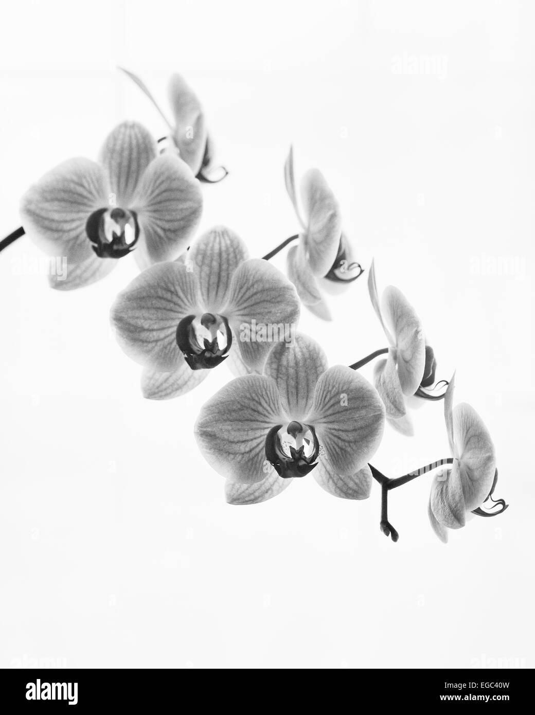 Orchideen "Phalaenopsis" Stockfoto
