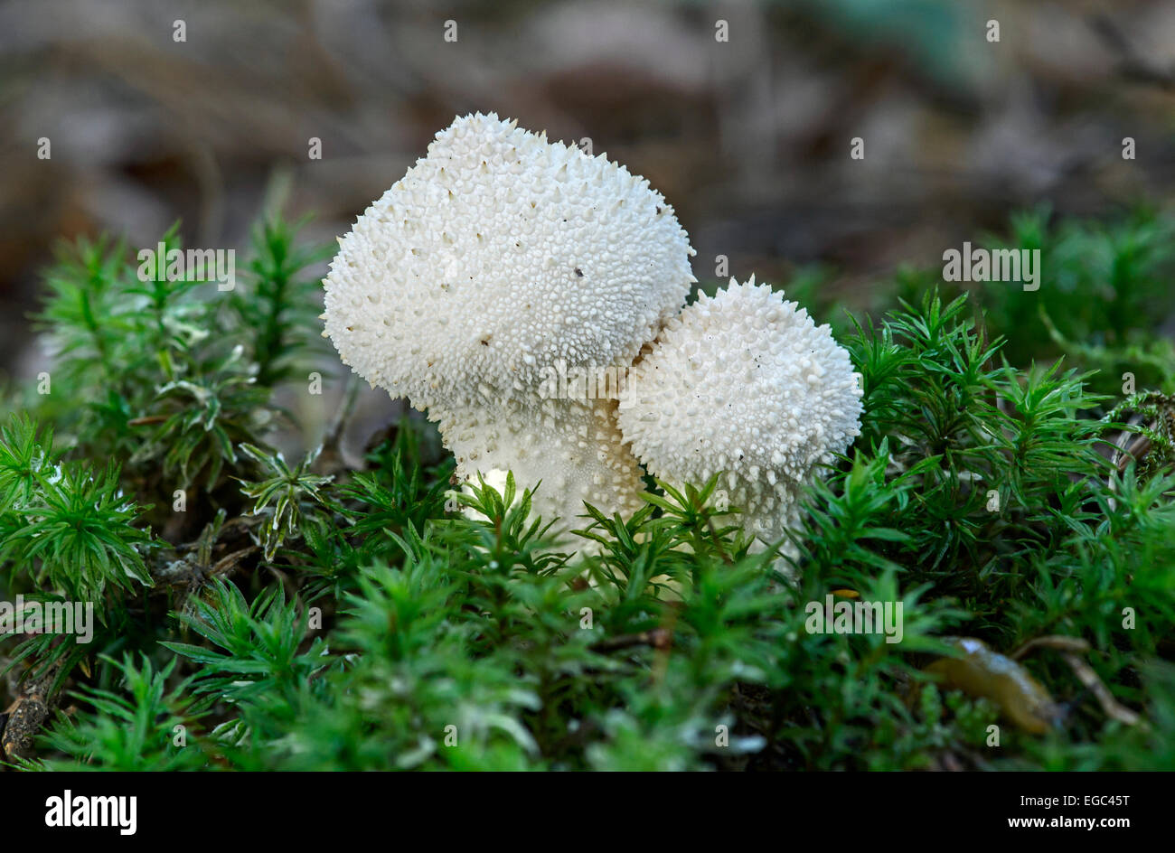 Gewöhnlicher Kugelballen (Lycoperdon perlatum) bedeckt mit blassen, kurzen kegelförmigen Stacheln, saprobischen Pilzen, essbar, Schweiz Stockfoto