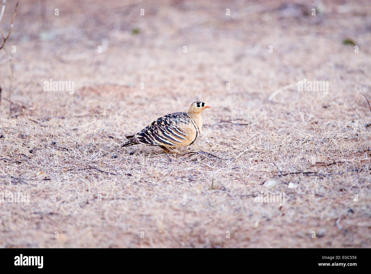 Malte Sandgrouse männlich Stockfoto