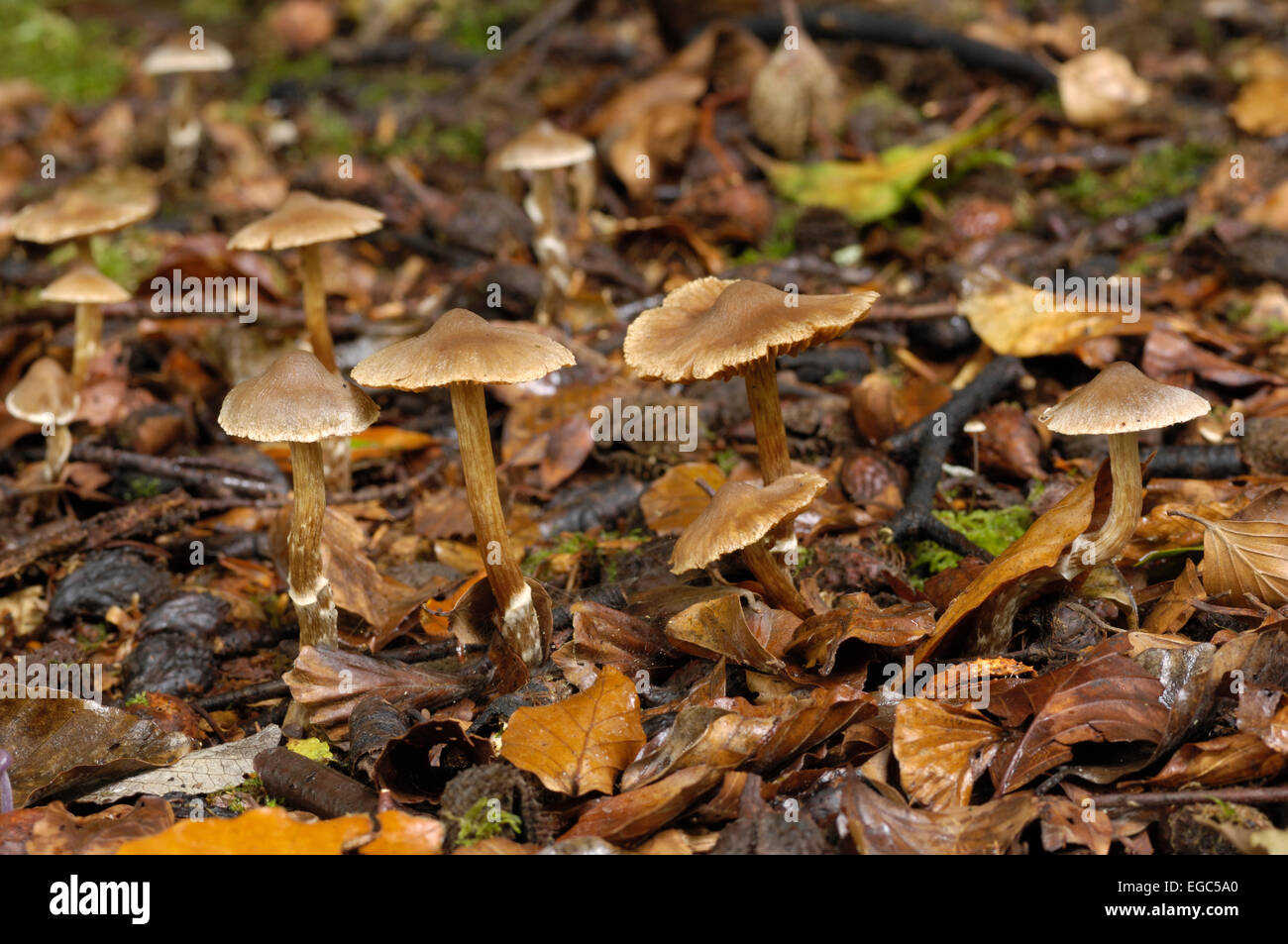 Pilze, (Telamonia) Cortinarius Flexipes var. Inolens, gesehen im Laubwald, Carstramon Holz, Dumfries & Galloway, Schottland Stockfoto