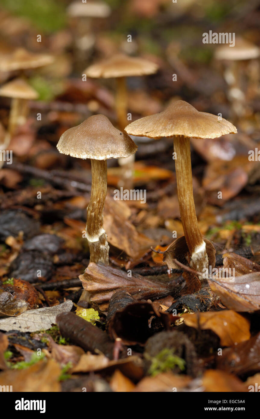 Pilze, (Telamonia) Cortinarius Flexipes var. Inolens, gesehen im Laubwald, Carstramon Holz, Dumfries & Galloway, Schottland Stockfoto