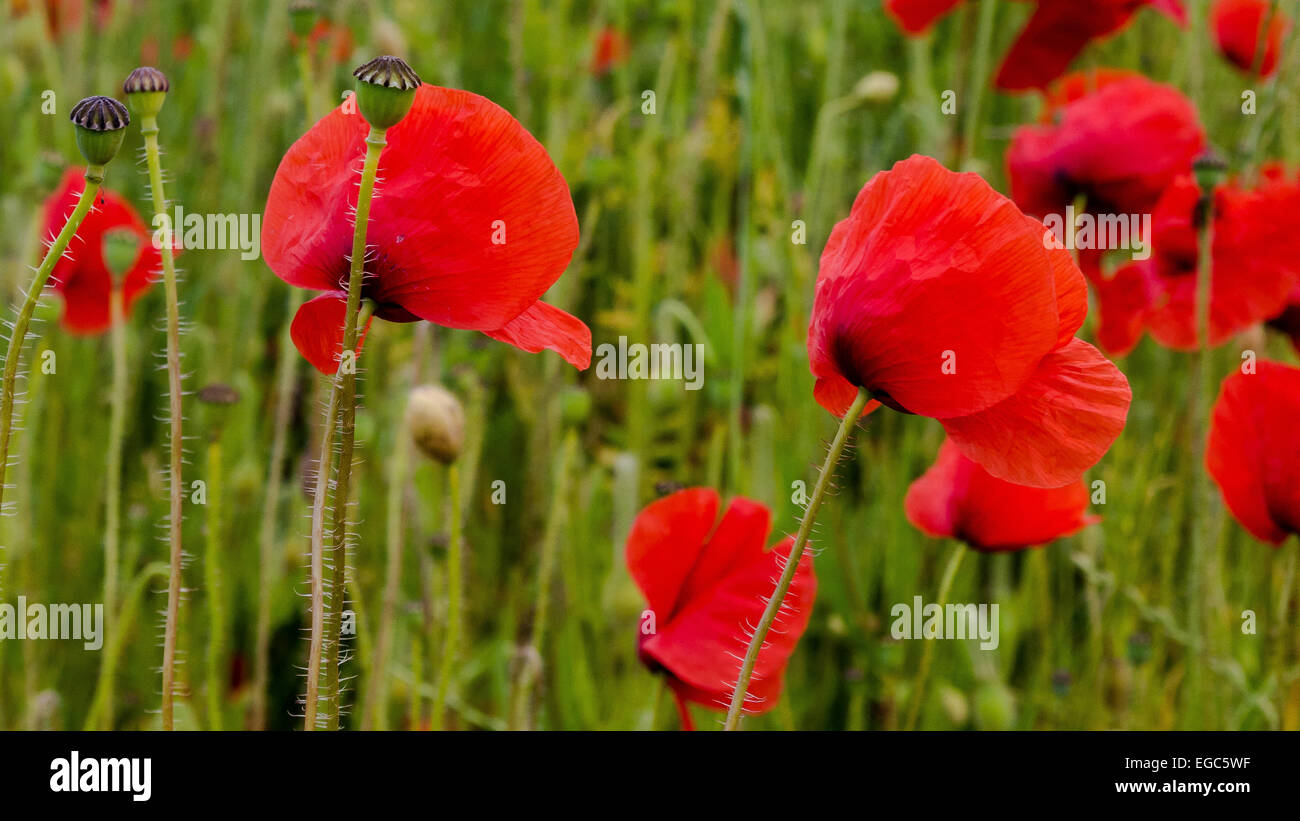 Rote Mohnblumen Stockfoto