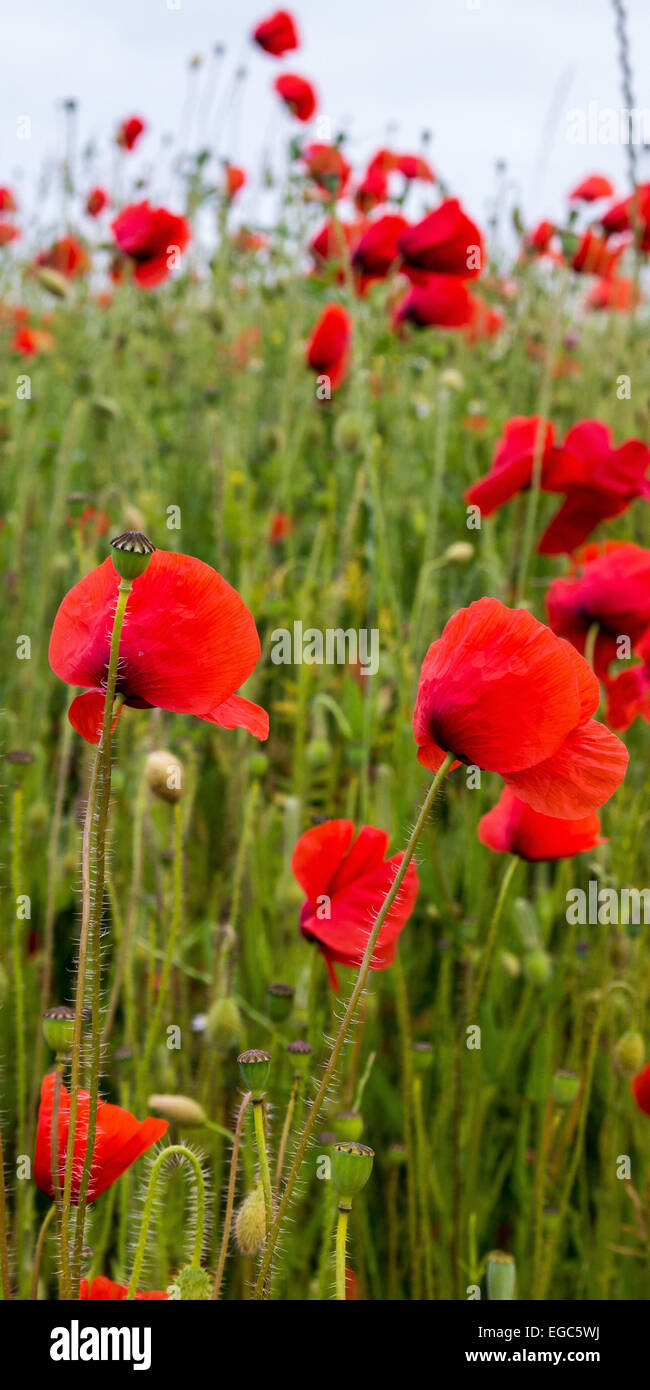 Rote Mohnblumen Stockfoto