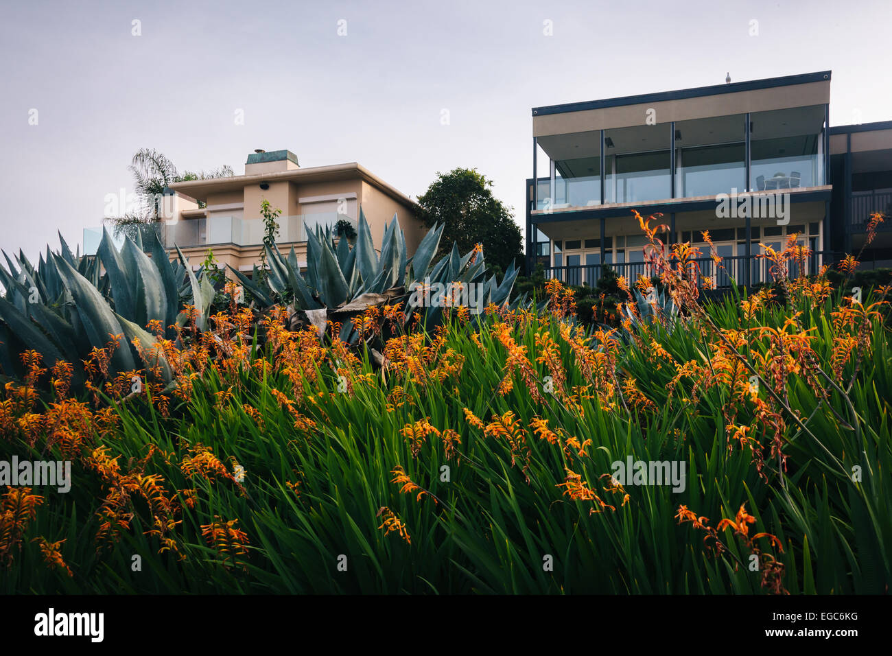 Orange Blumen und Häuser in La Jolla, Kalifornien. Stockfoto