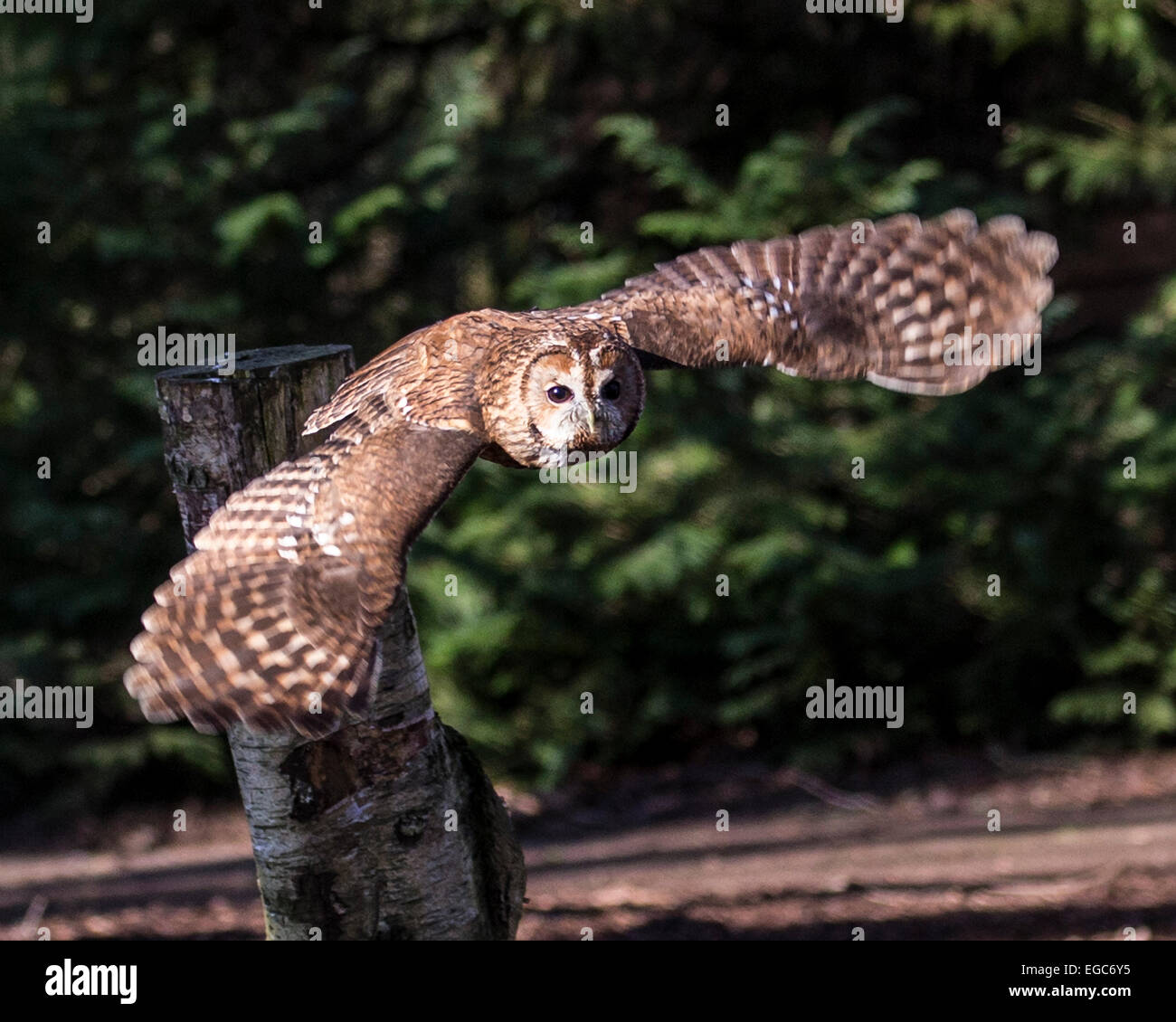 Waldkauz oder braune Eule (Strix Aluco) fliegen im Wald Stockfoto