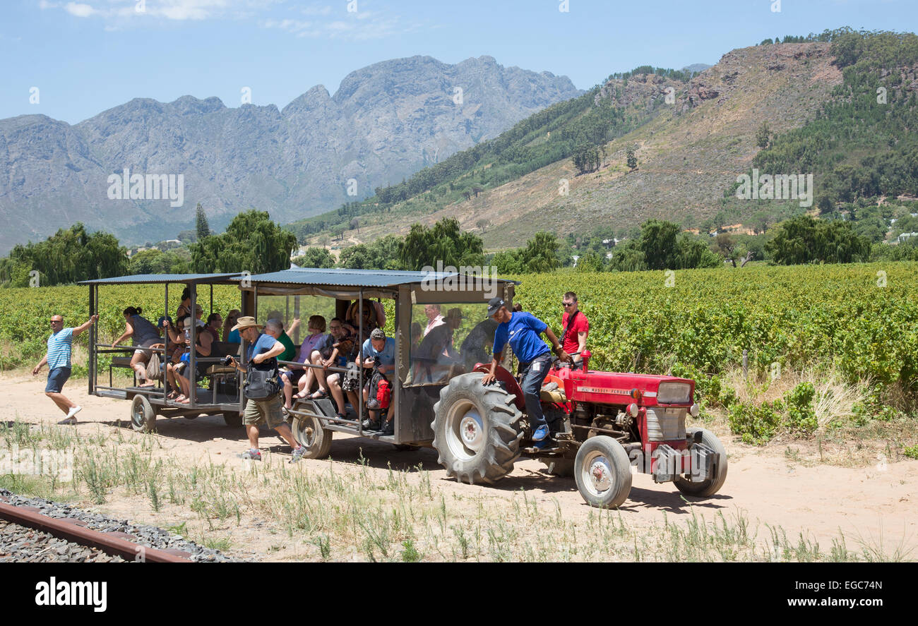 Touristen auf Traktor fahren in den Weinbergen der Franschhoek Valley Western Cape in Südafrika Stockfoto