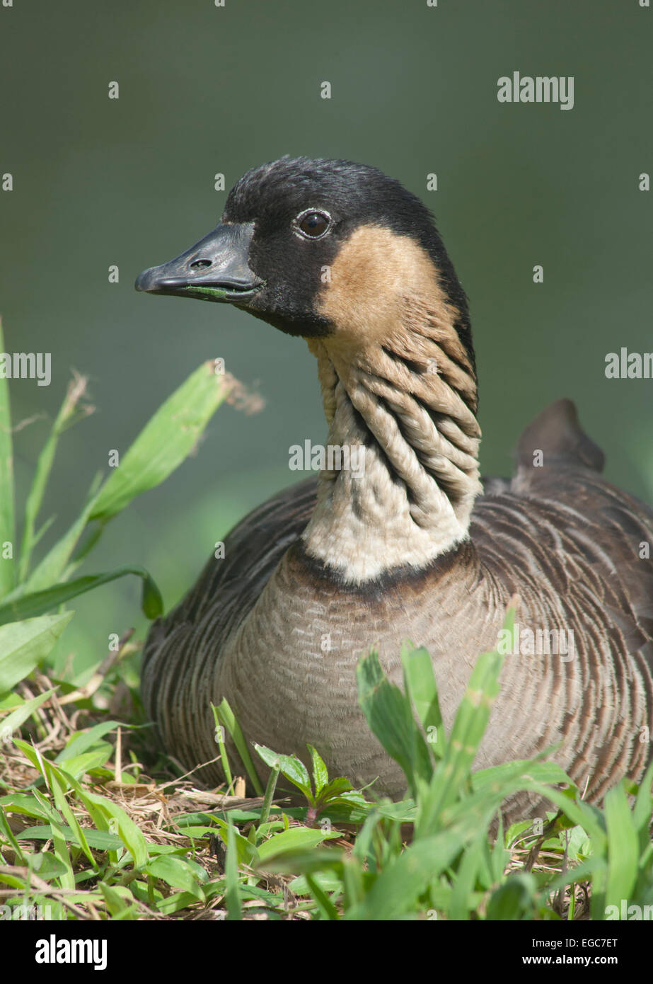 Nēnē oder hawaiianische Gans, (Branta Sandvicensis) bedrohte, Hanalei National Wildlife Refuge, Kauai, Hawaii Stockfoto