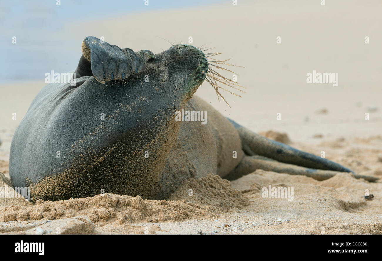 Hawaii-Mönchsrobbe (Monachus Schauinslandi), stark gefährdet, ruht am Poipu Beach, Kauai, Hawaii, Kopf kratzen Stockfoto