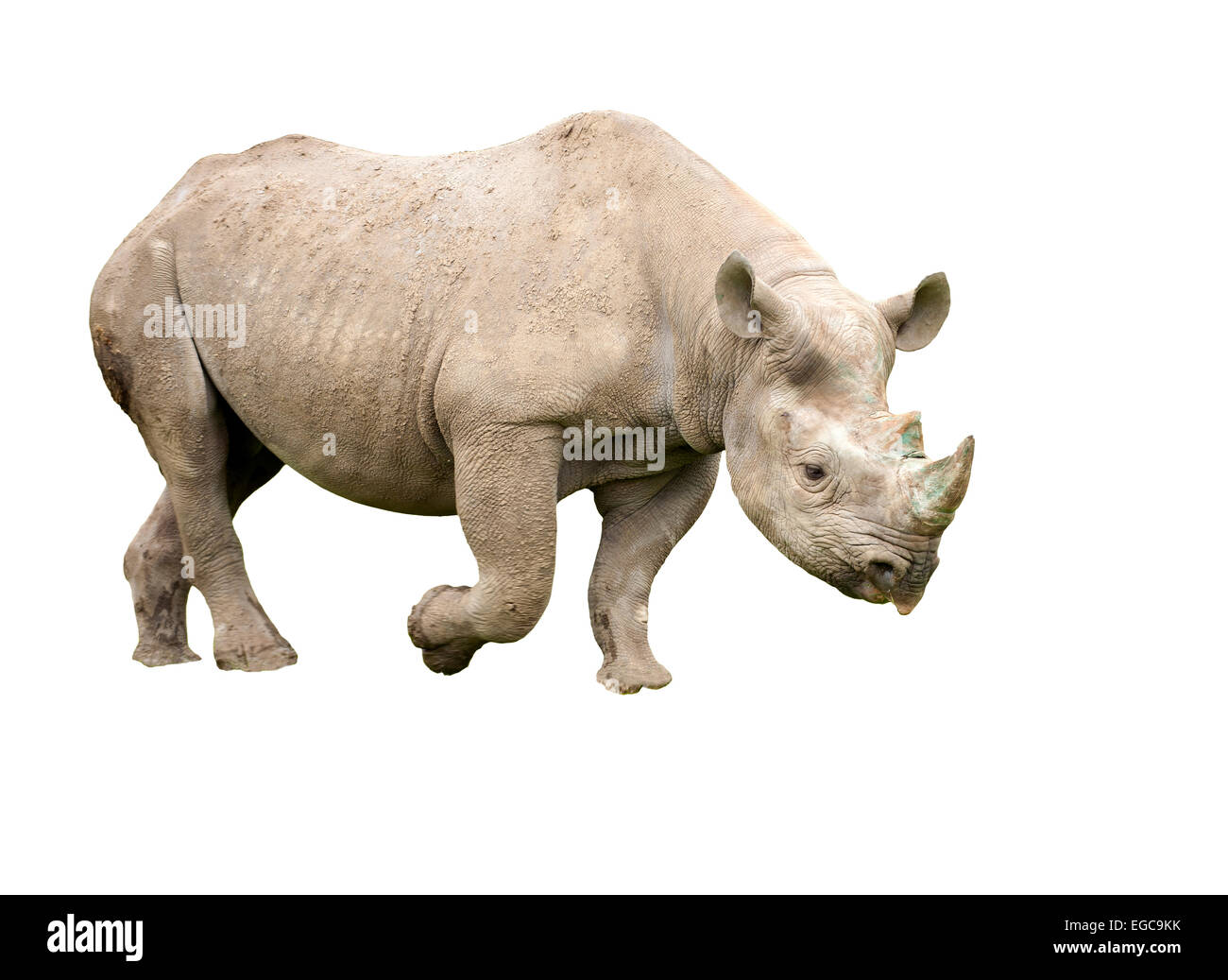 Schneiden Sie Bild ein Spitzmaul-Nashorn Stockfoto