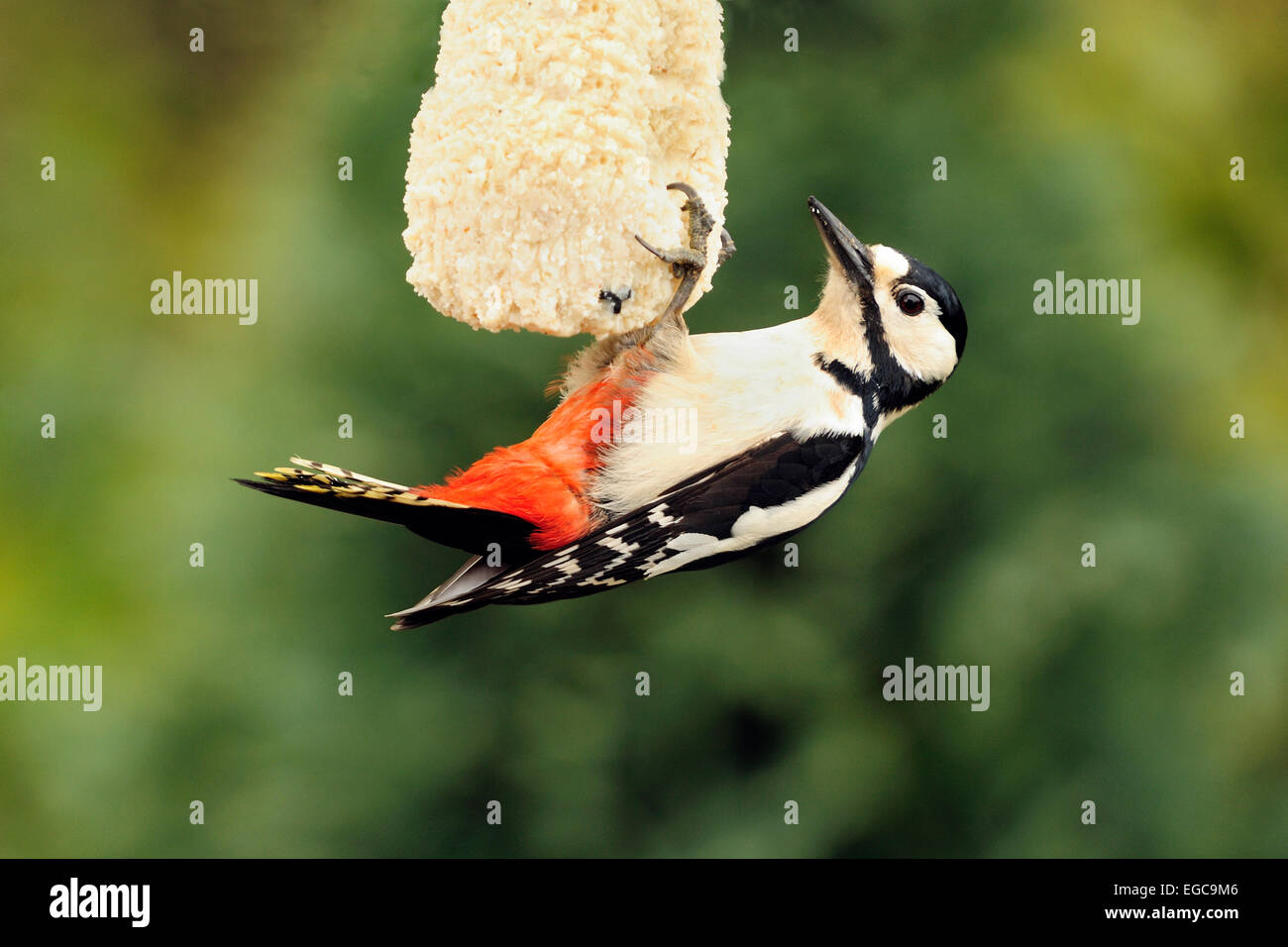 Great Spotted Woodpecker; Dendrocopos Hauptfütterung von Zuckerkuchen, Specht auf Fütterungsfuttermittel im Garten Stockfoto