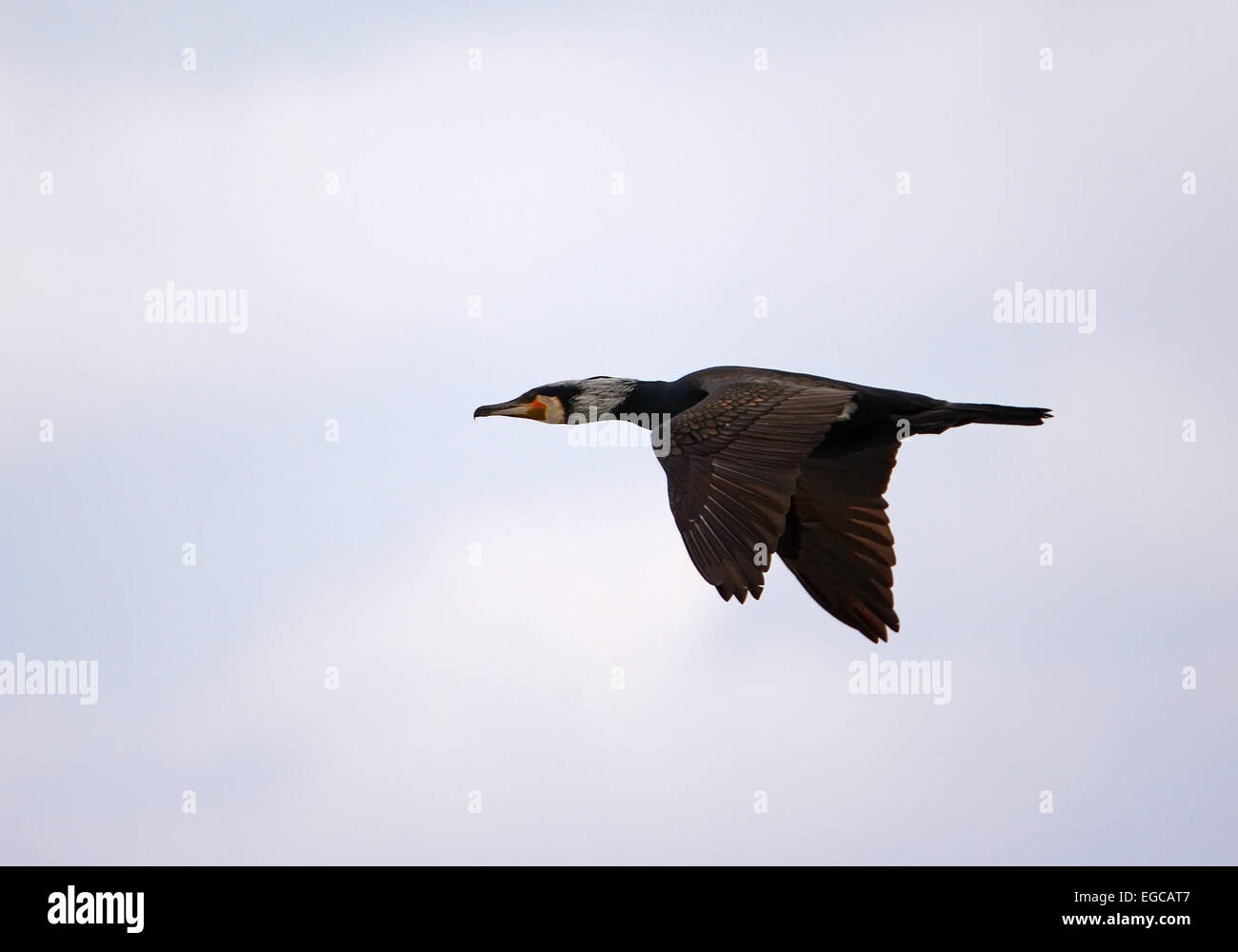 Kormoran fliegen Stockfoto