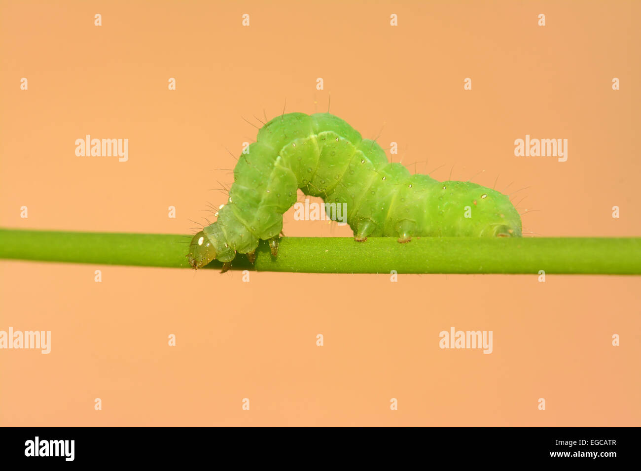 Grüne Raupe auf grünem Stiel Stockfoto