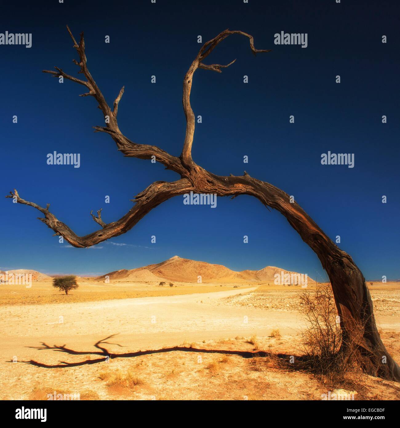 Ein gebogener toter Baum am Straßenrand in der Wüste von Namibia, Afrika. Stockfoto