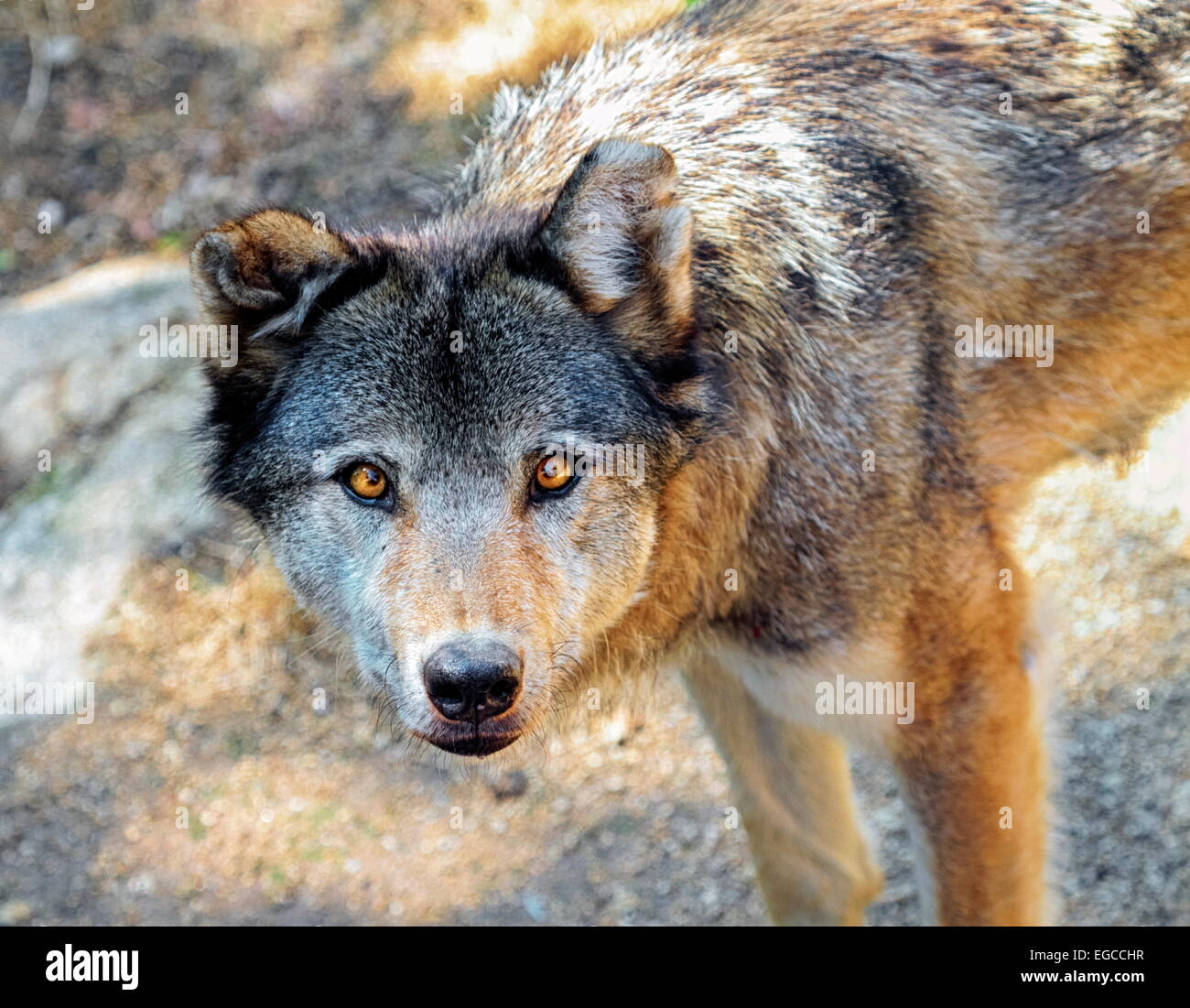 Grauer Wolf, Canis Lupus, Portrait von oben Stockfoto