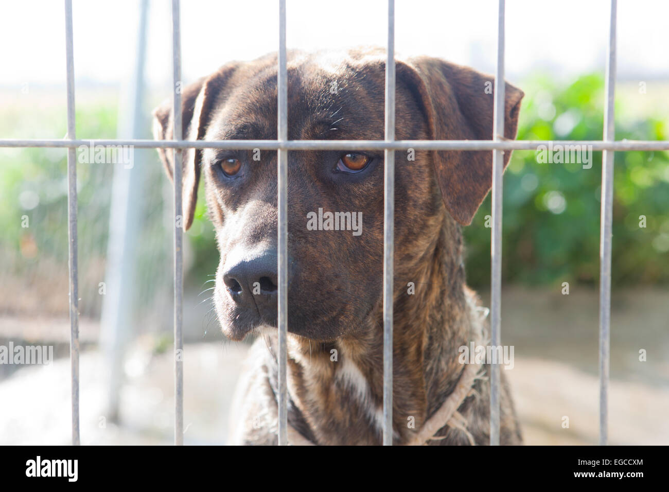Kanarische fangen Hund oder Presa Canario, ein großer Hund Molosser-Typ, Nehind den Zaun. Rasse, ursprünglich für das Vieh arbeiten Stockfoto