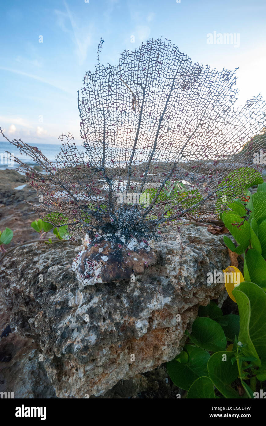 Ein gebrochenes Stück von Gorgonien Korallen, die an einem kubanischen Strand gespült hat. Stockfoto