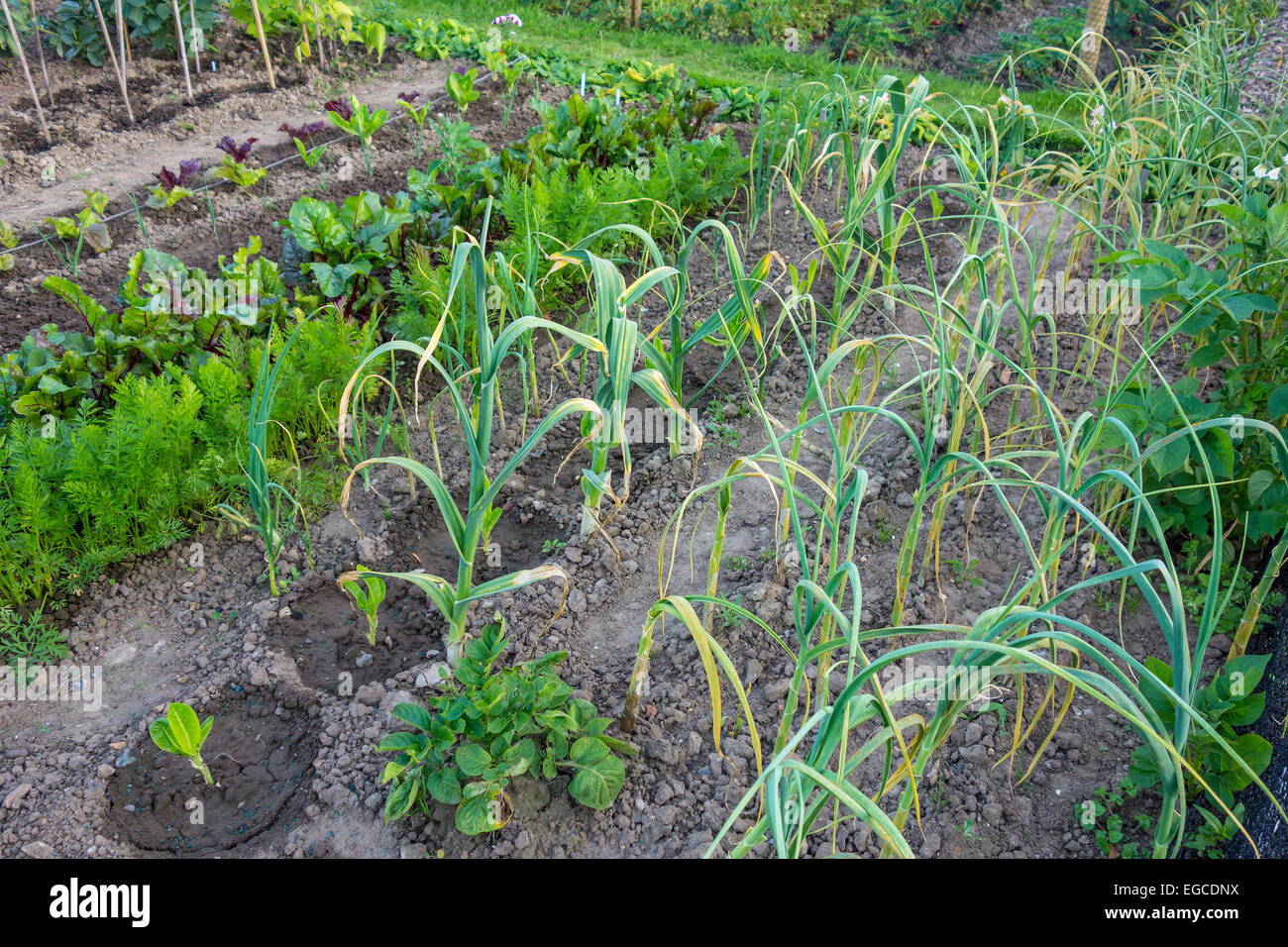 Tidy Zuteilung Patch Grundstück Haus Gemüse angebaut Stockfoto