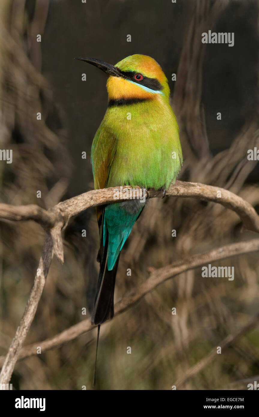 Der Regenbogen Bienenfresser, bin erops ornatus', ist ein Vogel in der 'Meropidae' Familie; die einzige Spezies von meropidae auf dem australischen Festland gefunden. Stockfoto