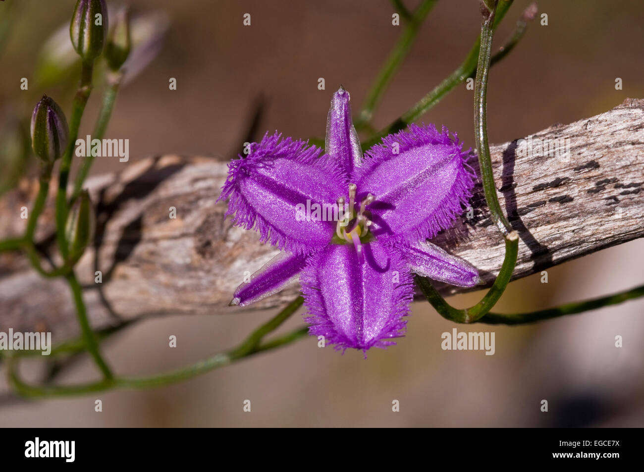 Australische gebürtige Blume Stockfoto