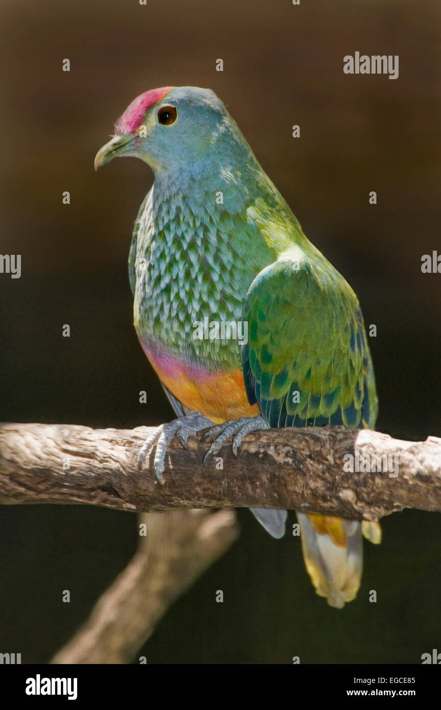 Die rose - gekrönte Obst Taube ist eine mittelgroße Taube ca. 21 cm in der Höhe. Wie der Name schon sagt, sie zeigen bunte Markierungen Stockfoto