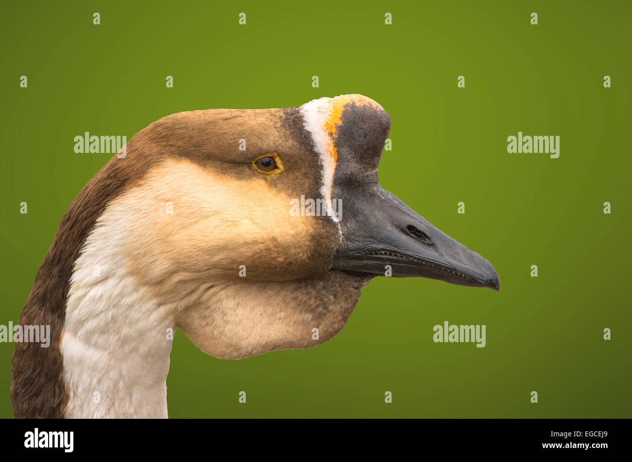 Chinesische Goose Portrait Stockfoto