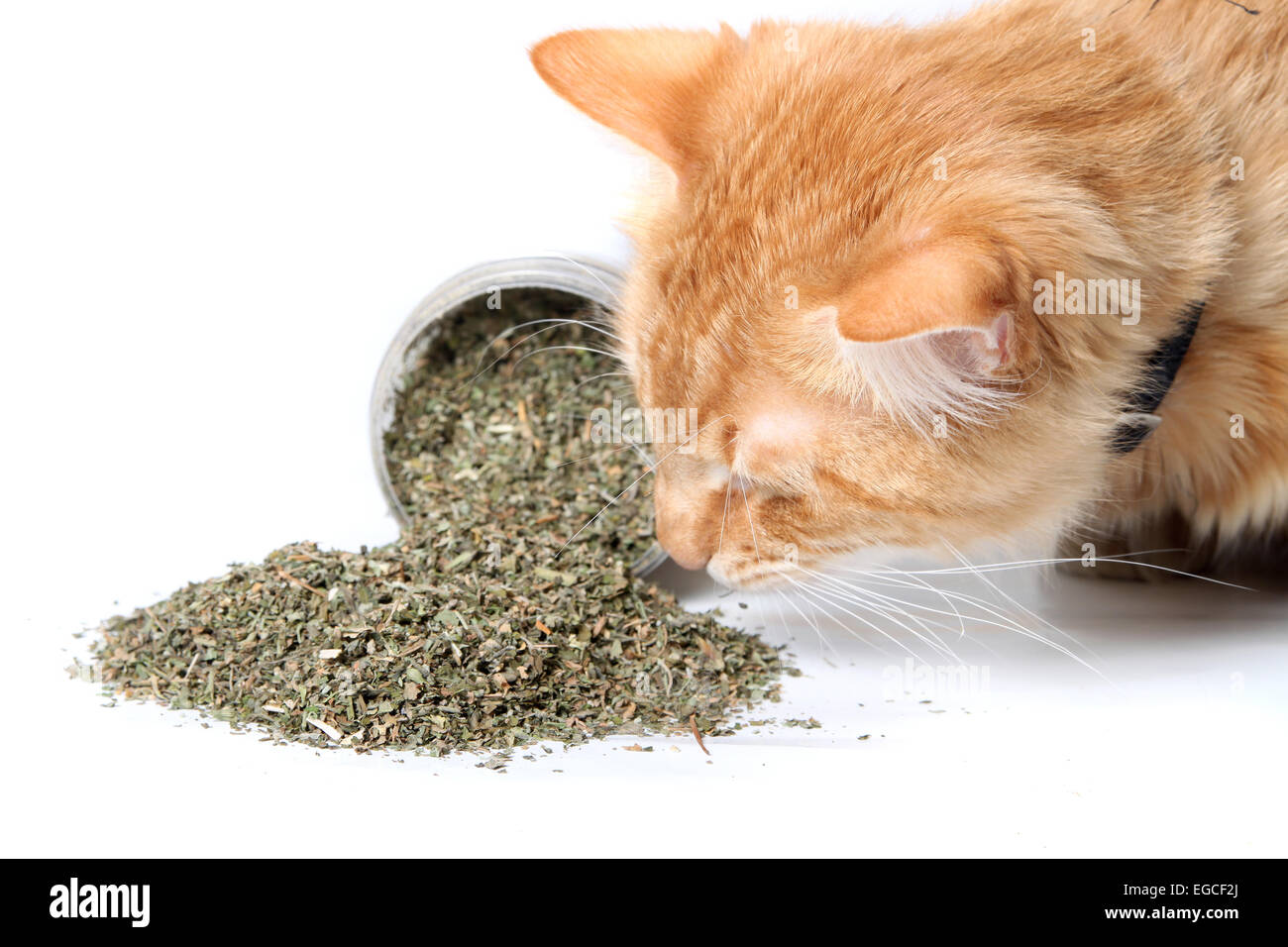 Orange Katze riechen getrocknete Katzenminze schwappte aus Container auf weißem Hintergrund Stockfoto