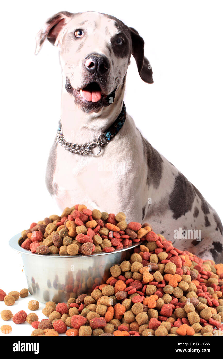 Die Deutsche Dogge auf weißem Hintergrund mit Futternapf vor Übergreifen einer Aluminiumschale entdeckt Stockfoto
