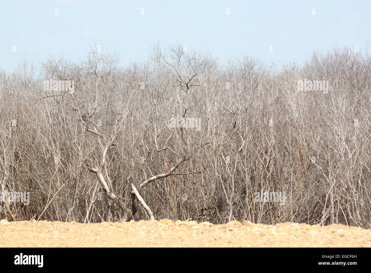 Boden und tote Bäume für den Hintergrund. Stockfoto