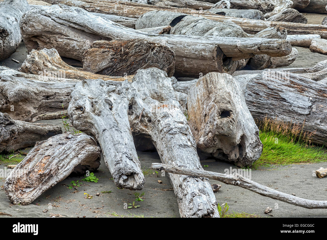 Große Stücke Treibholz am Strand. In der Nähe von falschen Klamath Bucht. Nord-Kalifornien, USA. Stockfoto