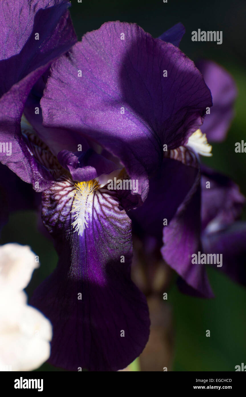 Violette Iris blühen in Olympia, Washington, USA. Stockfoto