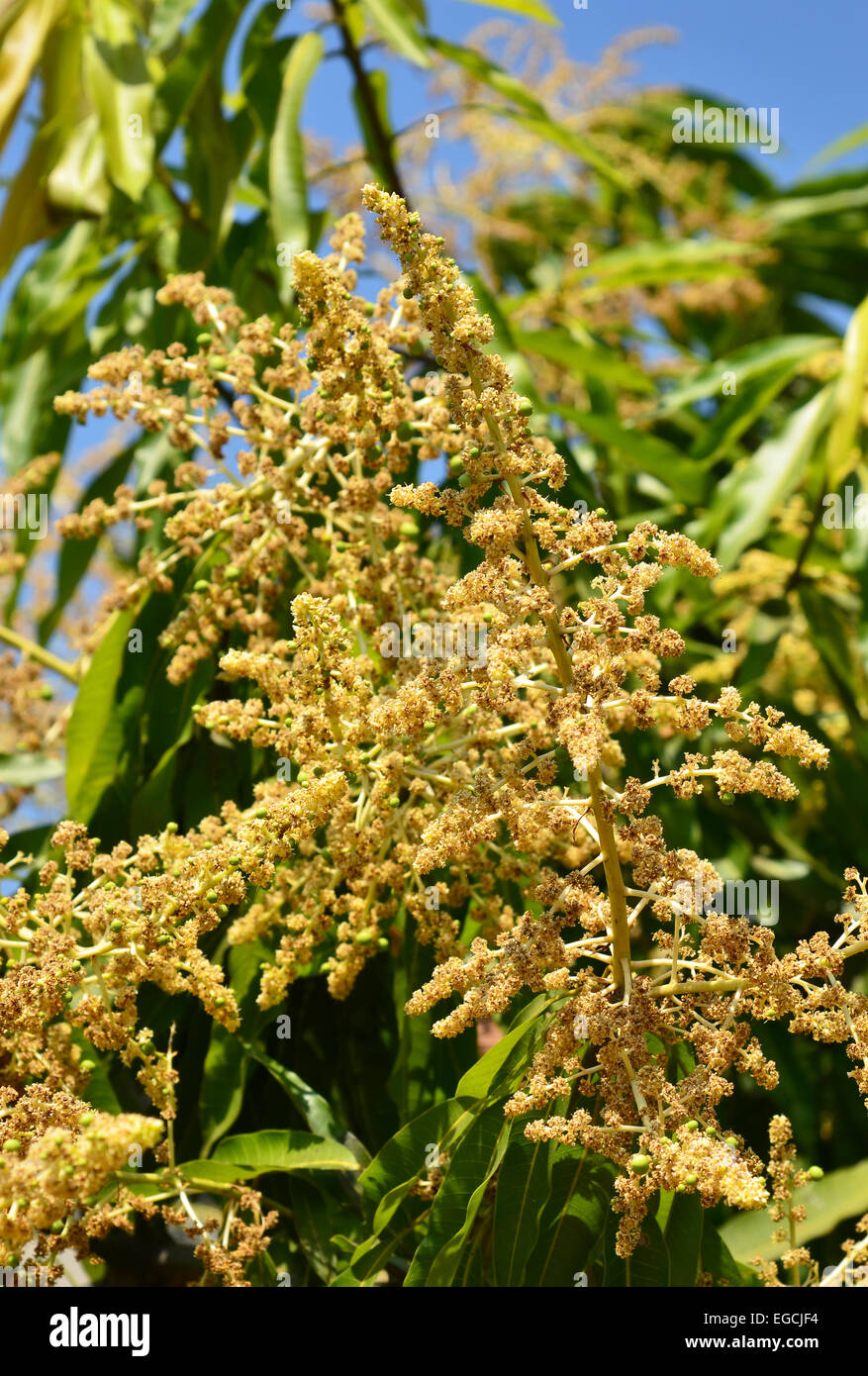 Mango-Blüten Stockfoto