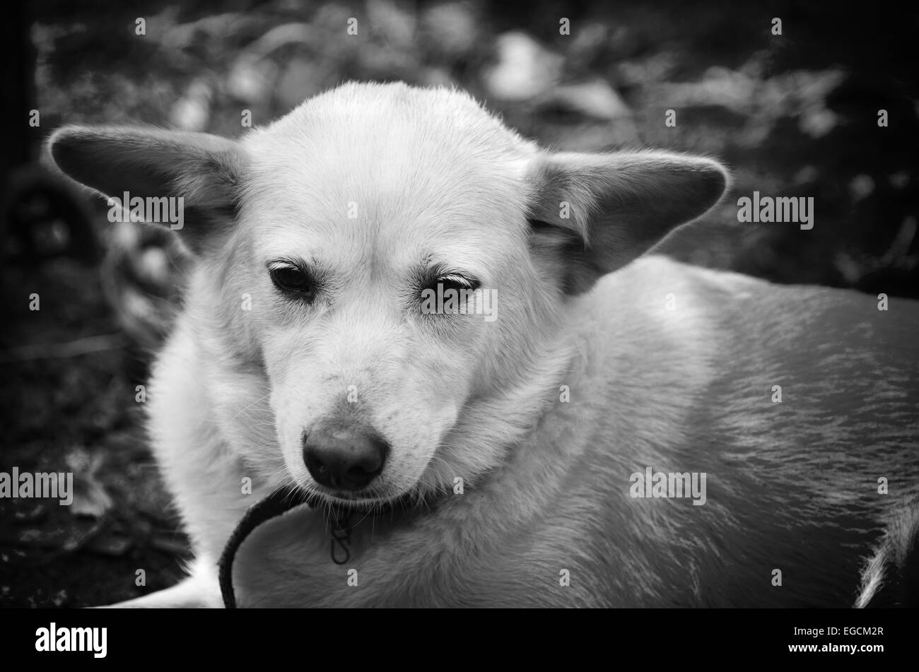 Thai Hund Stockfoto