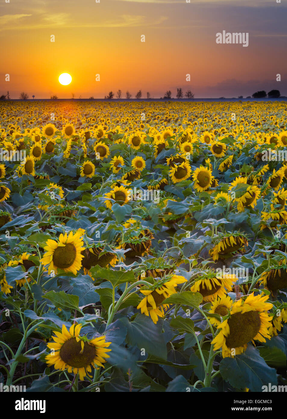 Sonnenblumen in Waxahachie im nördlichen Texas Stockfoto