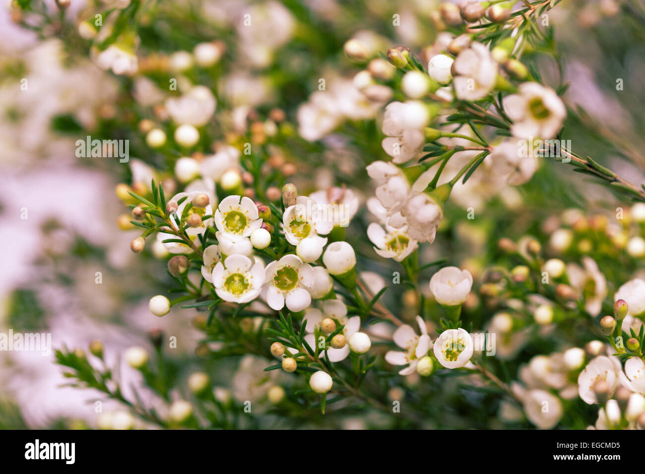 Weißes Wachs Blume in natürlichen erlauben Hintergrund Stockfoto