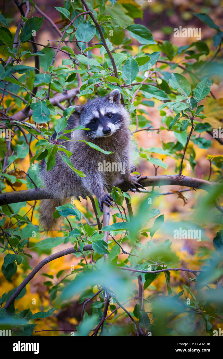 Der Waschbär ist ein mittlerer Größe Säugetier in Nordamerika beheimatet. Stockfoto