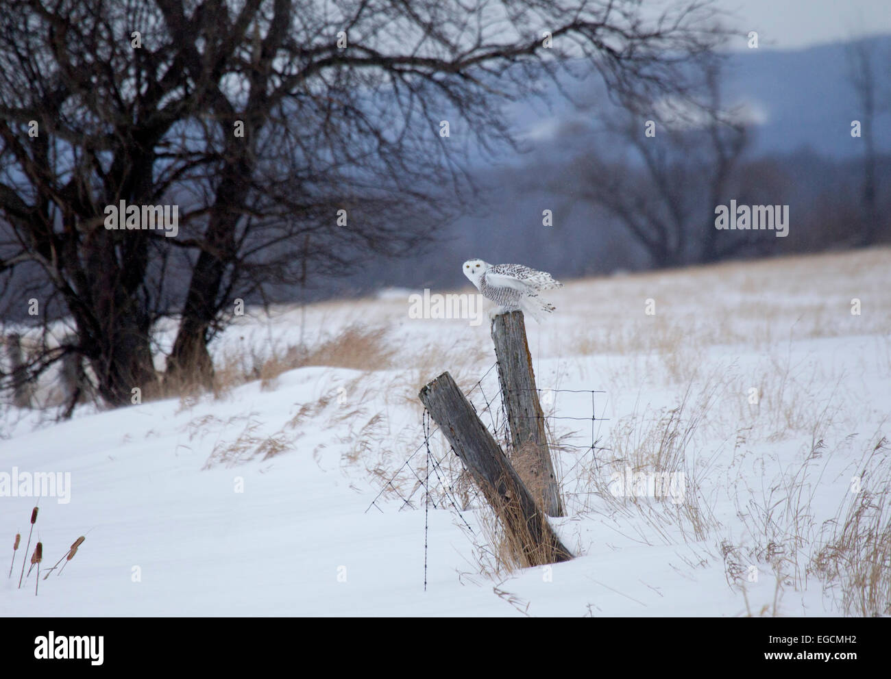 Schneeeule gehockt Zaunpfosten Stockfoto