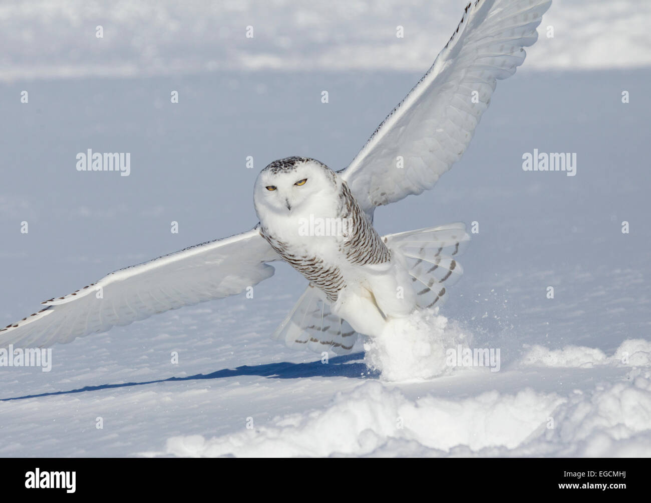 Schneeeule auffällig Beute im Schnee Stockfoto