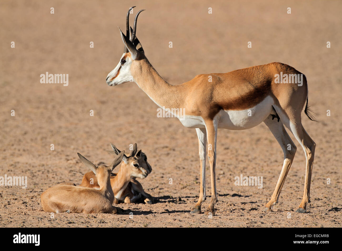 Eine Springbock-Antilope (Antidorcas Marsupialis) mit kleinen Lämmer, Kalahari-Wüste, Südafrika Stockfoto