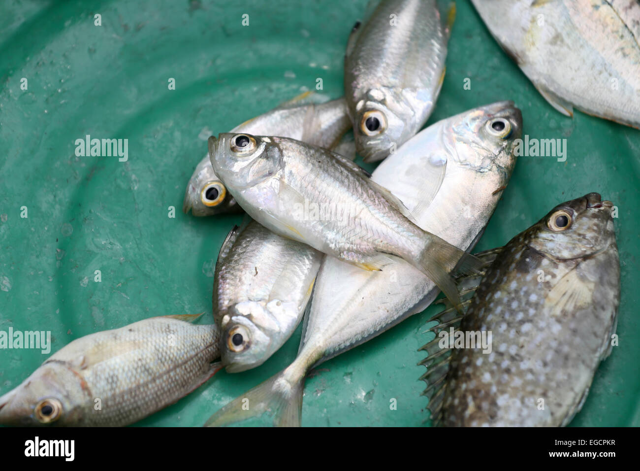 Seefisch ist Fang der Fischer an der Küste. Stockfoto