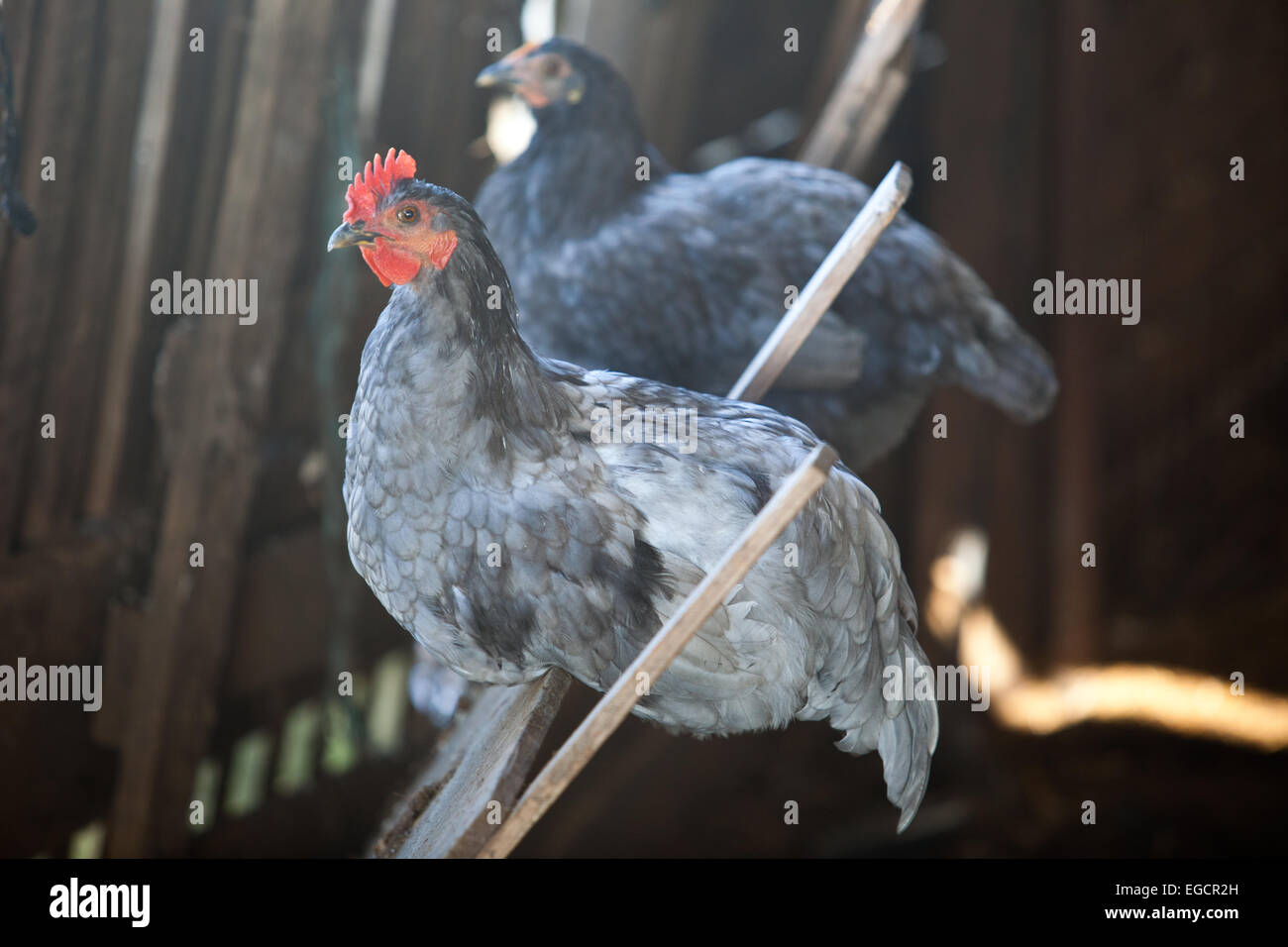Zwei inländische Hühnerstall haben drinnen wo Hühner Freiraum für Leben Stockfoto