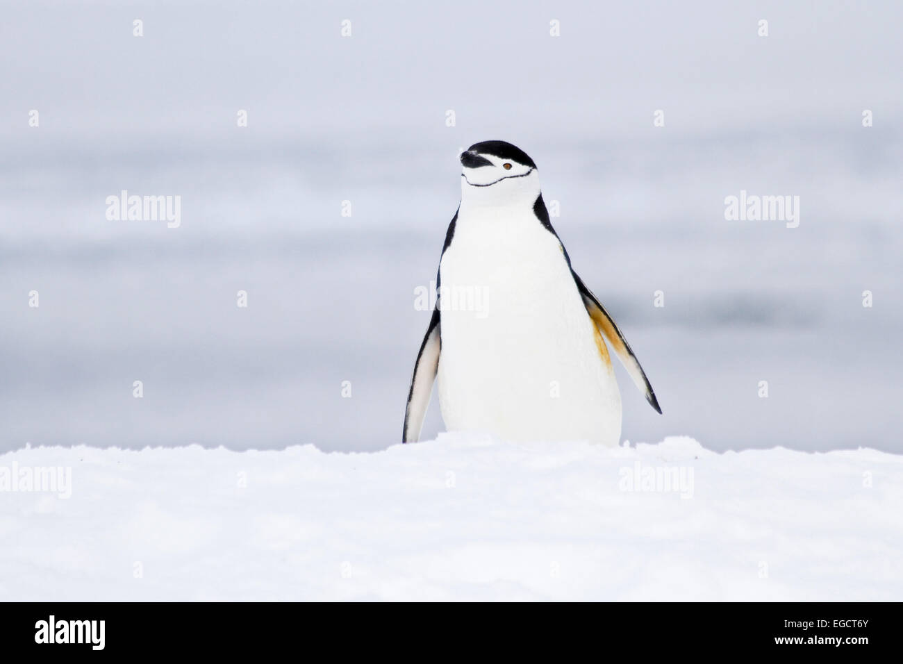 Pinguine Zügelpinguinen (Pygoscelis Antarctica). Diese Vögel ernähren sich fast ausschließlich von Krill. Sie bewohnen die Antarktis und Antarct Stockfoto
